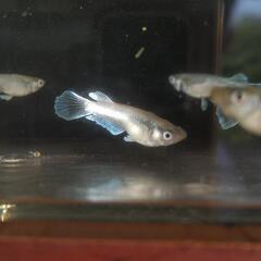 メダカ𓆛エメキン若魚𓆛1ペアの画像