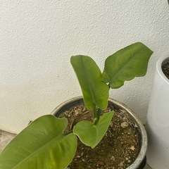 観葉植物まとめての画像