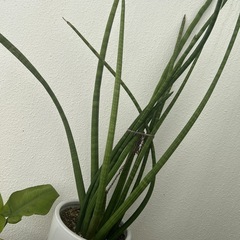 観葉植物まとめての画像