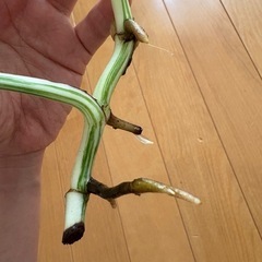 ホワイトモンステラ斑入りの画像