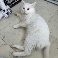 長毛の美猫さんです💕