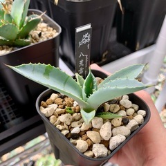🟣写真更新•20%OFF中🟣アガベ【八荒雷神】小株🍀直子株　短葉展開中の画像