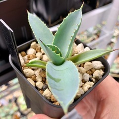🟣写真更新•20%OFF中🟣アガベ【八荒雷神】小株🍀直子株　短葉展開中の画像