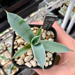 🟣写真更新•20%OFF中🟣アガベ【八荒雷神】小株🍀直子株　短葉展開中の画像