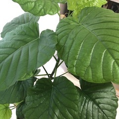 ウンベラータの画像
