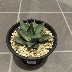 アガベ　パラサナの画像