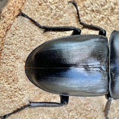 R7㉖国産能勢YGオオクワガタ♂単69mmの画像