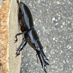 R7㉖国産能勢YGオオクワガタ♂単69mmの画像