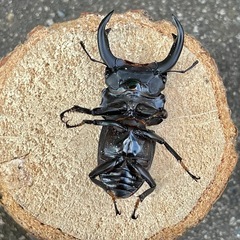 R7㉖国産能勢YGオオクワガタ♂単69mmの画像