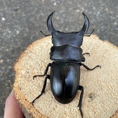R7㉖国産能勢YGオオクワガタ♂単69mmの画像