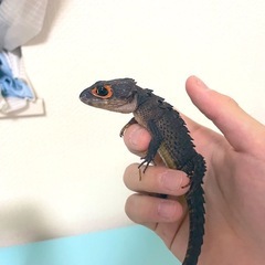 ブラックアウト埼玉スーパーアリーナ来てくれる人