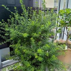 エニシダ　大株　苗木の画像