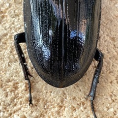 R7㉗国産能勢YGオオクワガタ︎︎ ♀単50mmの画像