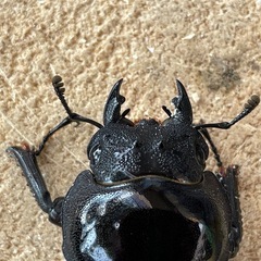 R7㉗国産能勢YGオオクワガタ︎︎ ♀単50mmの画像