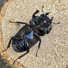 R7㉗国産能勢YGオオクワガタ︎︎ ♀単50mmの画像