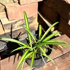 オリズルラン🪴観葉植物　ポット苗の画像