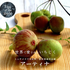 イチジク苗【アーティナ】│飛び出しポット付き│品質・香りともに良好な品種で、収穫量が多いイチジクです。コンパクトに育てれるので、鉢植え栽培にも最適です。の画像