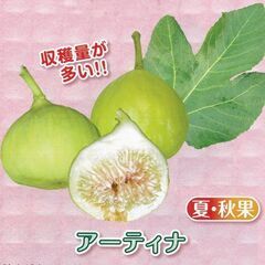 イチジク苗【アーティナ】│飛び出しポット付き│品質・香りともに良好な品種で、収穫量が多いイチジクです。コンパクトに育てれるので、鉢植え栽培にも最適です。の画像