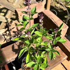 珍しいシナモンバジル🌿　ポット苗の画像