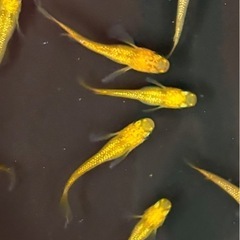 メダカレクリス【成魚】の画像