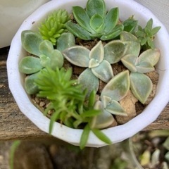 多肉植物　寄せ植え、オリジナルプラスチックケース付きの画像