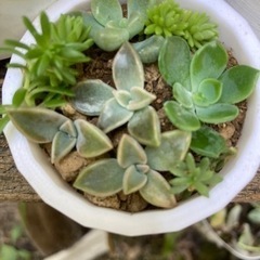 多肉植物　寄せ植え、オリジナルプラスチックケース付きの画像