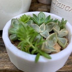 多肉植物　寄せ植え、オリジナルプラスチックケース付きの画像