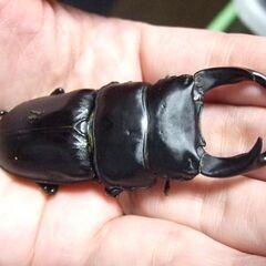 佐賀県産オオクワガタ ♂75.7ミリ ♀49.1ミリ ペアの画像
