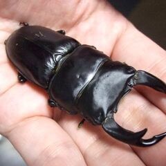 佐賀県産オオクワガタ ♂75.7ミリ ♀49.1ミリ ペアの画像