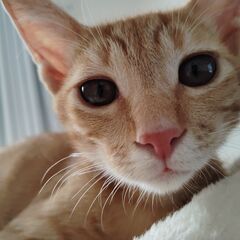 目がきれいな茶トラの子猫