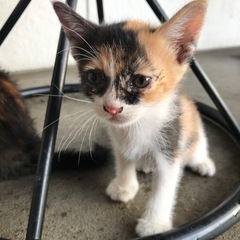 🍀2分の1になった命です🐱救いの手をお願いします。