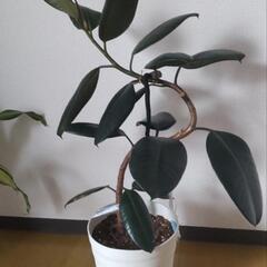 観葉植物　黒ゴムの画像