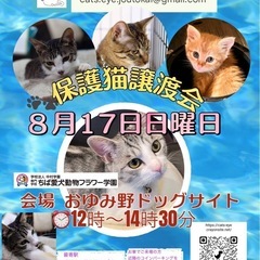 保護猫譲渡会開催します