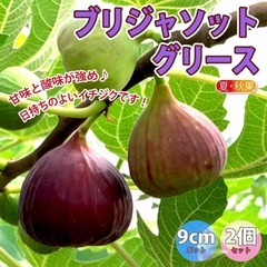 イチジク苗【ブリジャソットグリース】8号スリットポット付き│味は、ベリーテイストで、甘みと酸味が若干強く、もっちりとした食感で、日持ちもよいので加工にもおすすめです。の画像