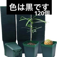 【決定】育苗ポット240個　西彼、長崎市、大瀬戸町相談可の画像