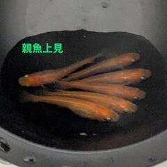 メダカ　出品No.31（2025/08/09出品分）の画像