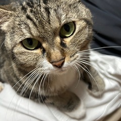 😸キジトラ風柄😸
