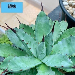 🟣写真更新•20%OFF中🟣アガベ【八荒雷神】小株🍀直子株　短葉展開中の画像