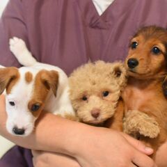 里親募集② 生後2ヶ月ミニチュアダックスフンド♂シェーテッドレッド - 犬