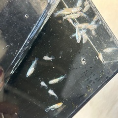 メダカ　ミックス　15匹の画像