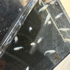 メダカ　ミックス　15匹の画像