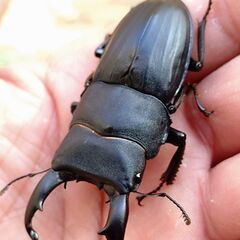 【人気種 観賞用 血の入れ替えに】スジブトヒラタクワガタ ♂単販売の画像