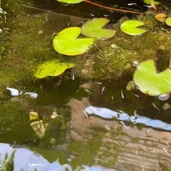 みゆきメダカ30匹 幹之メダカ 安心サイズ(15〜20mmほど)の画像