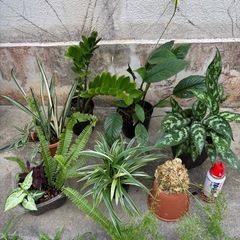 観葉植物🪴の画像