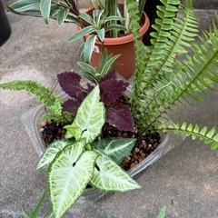 観葉植物🪴の画像