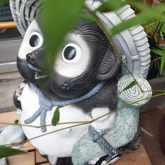 たぬきの置物高さ450x巾400の可愛い顔していますの画像