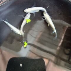 青蝶メダカ4匹の画像