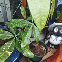 植木観葉の🌲高さ1300有ります🙇の画像