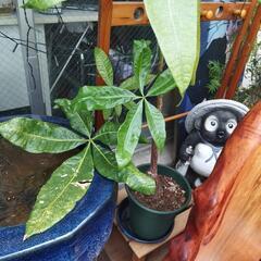 植木観葉の🌲高さ1300有ります🙇の画像