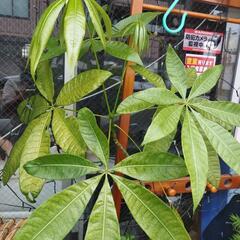 植木観葉の🌲高さ1300有ります🙇の画像